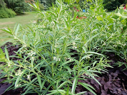 Gomphocarpus physocarpus