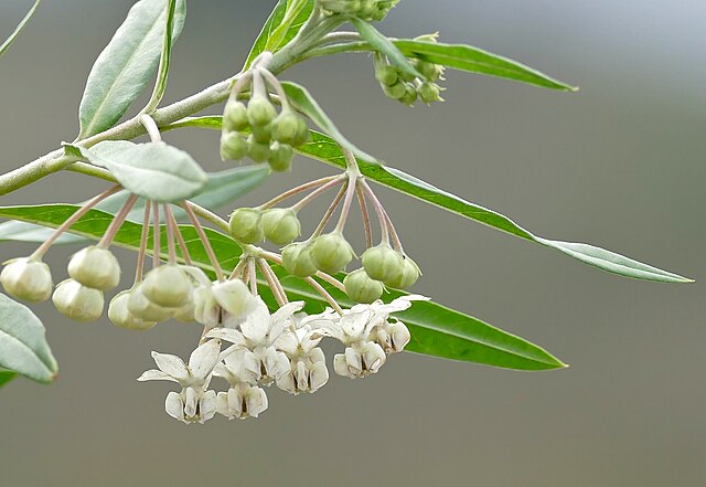 Gomphocarpus physocarpus
