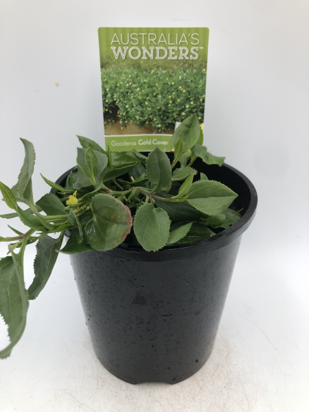 Goodenia ovata Gold Cover