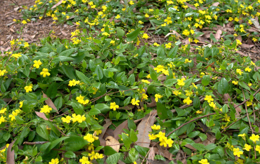 Goodenia ovata Prostrate