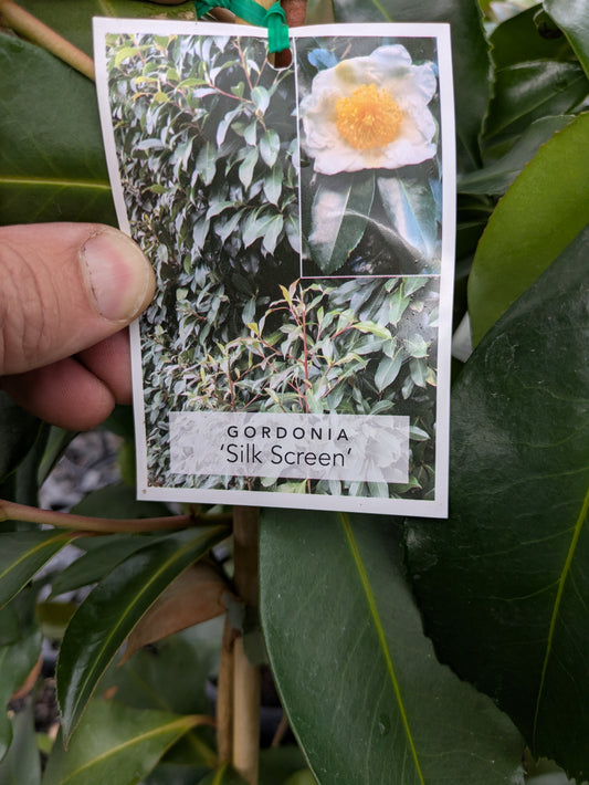 Gordonia yunnanensis Silkscreen