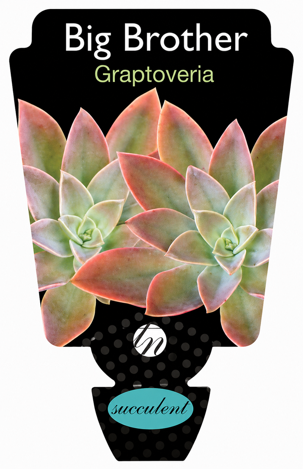 Graptoveria Big Brother