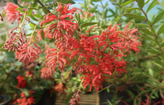 Grevillea Bloodline