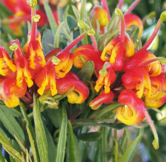 Grevillea Bonnie Prince Charlie