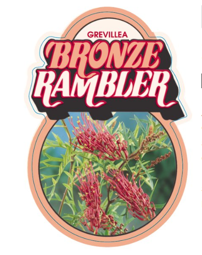 Grevillea Bronze Rambler