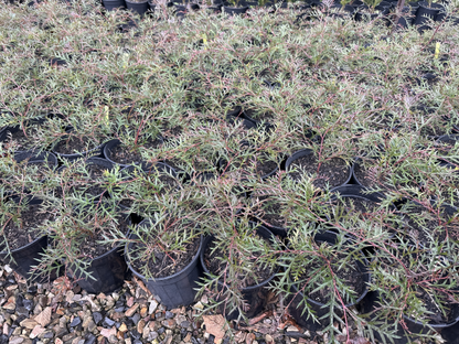 Grevillea Bronze Rambler