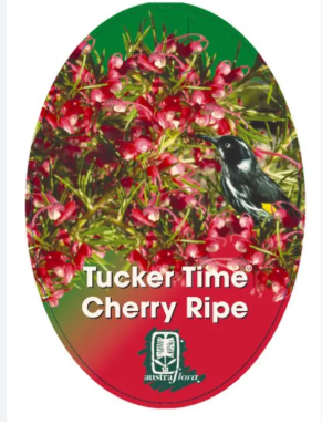 Grevillea Cherry Ripe