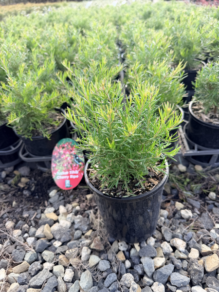 the plant broker