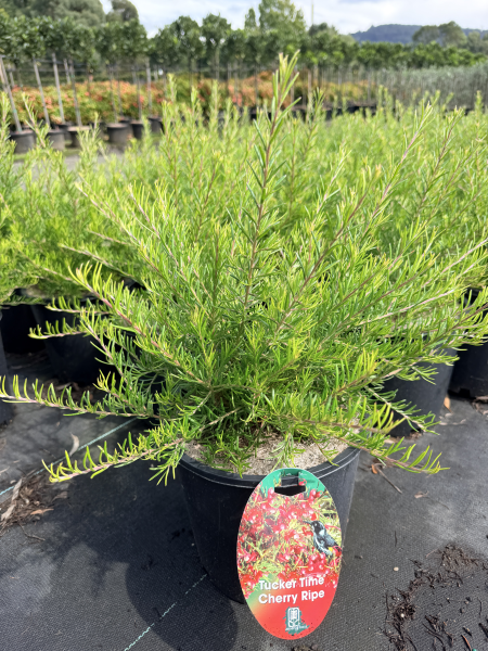 the plant broker