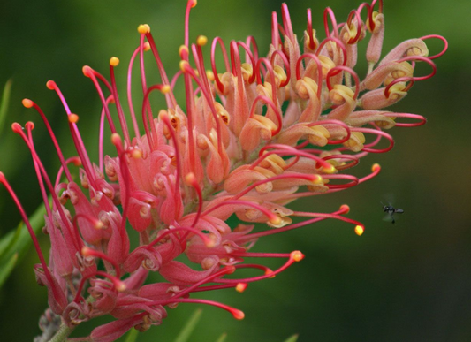 Grevillea Coconut Ice