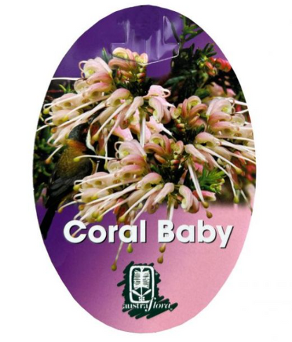 Grevillea Coral Baby