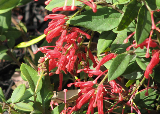 Grevillea Deua Flame (rhyolitica)