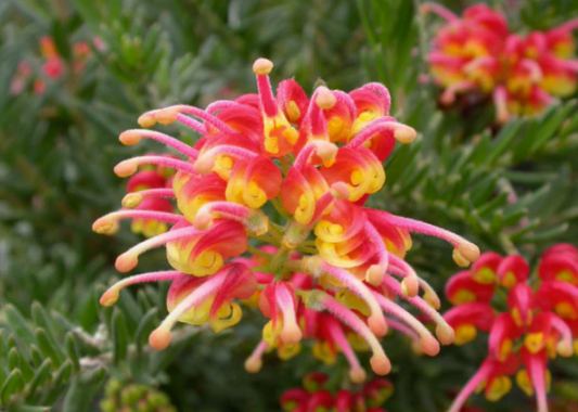 Grevillea Fireworks
