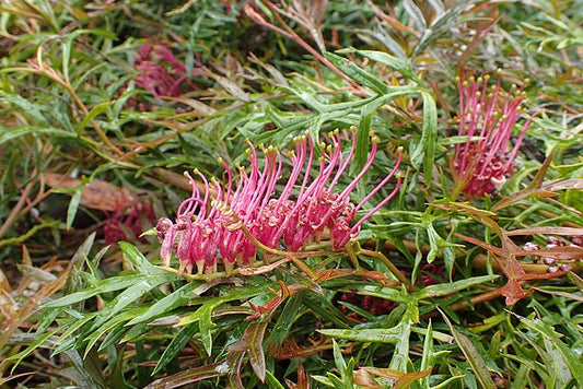 Grevillea GaudiChaudi