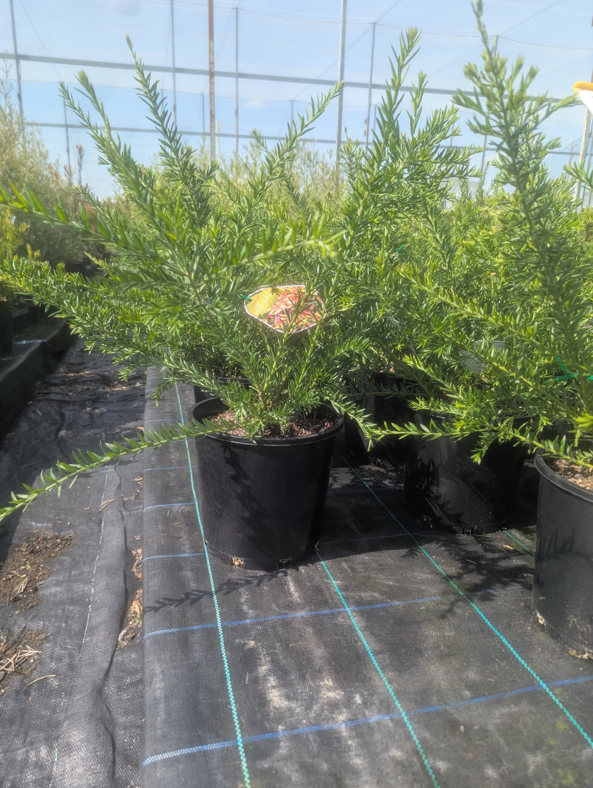 the plant broker