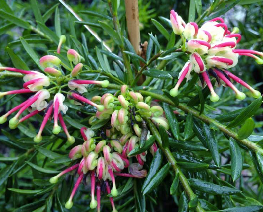 Grevillea Hills Jubilee