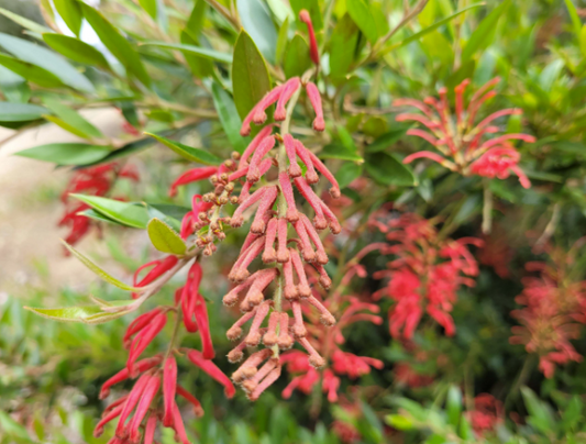 Grevillea Lady O