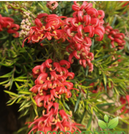 Grevillea Legacy Flame