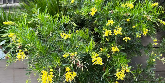 Grevillea Lemon Daze