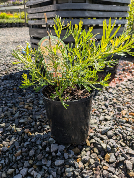 Grevillea Lemon Supreme