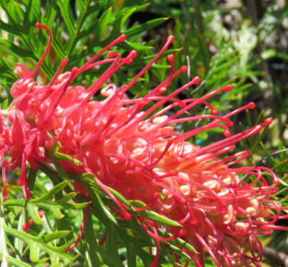 Grevillea Little Robyn