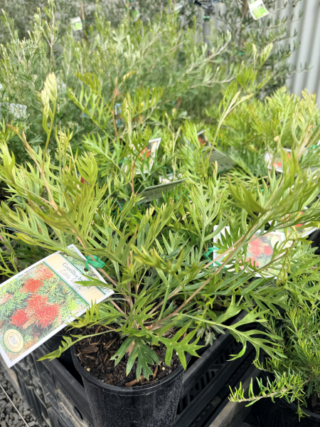 Grevillea Little Robyn