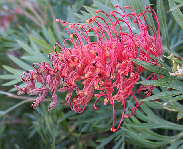 Grevillea Molly