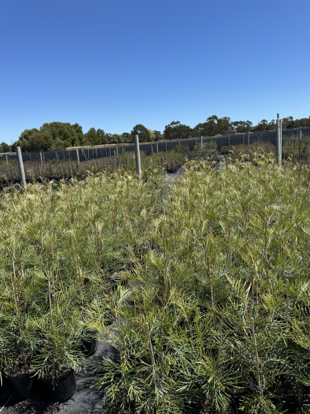 Grevillea Moonlight