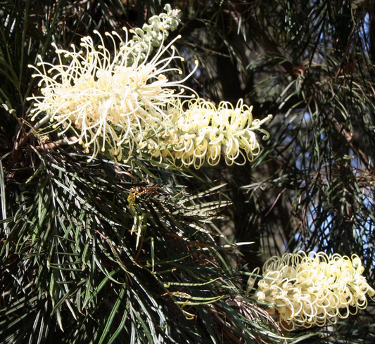 Grevillea Moonlight