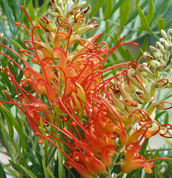 Grevillea Ned Kelly