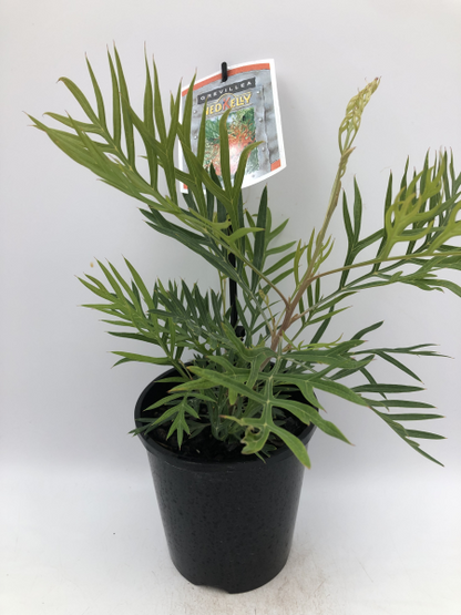 Grevillea Ned Kelly