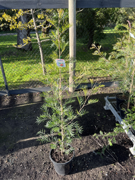 Grevillea Ned Kelly