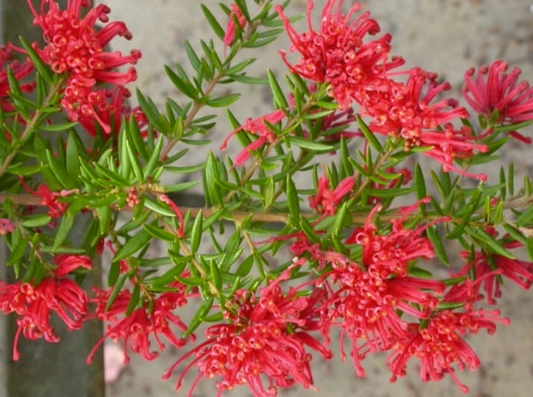 Grevillea New Blood