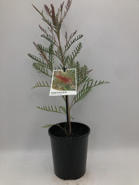 Grevillea Robin Hood