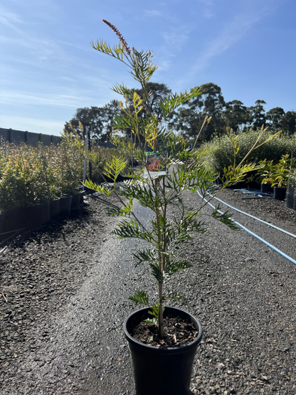 Grevillea Robyn Gordon