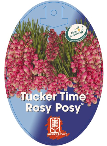 Grevillea Rosy Posy