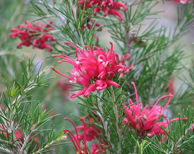 Grevillea Scarlet Sprite