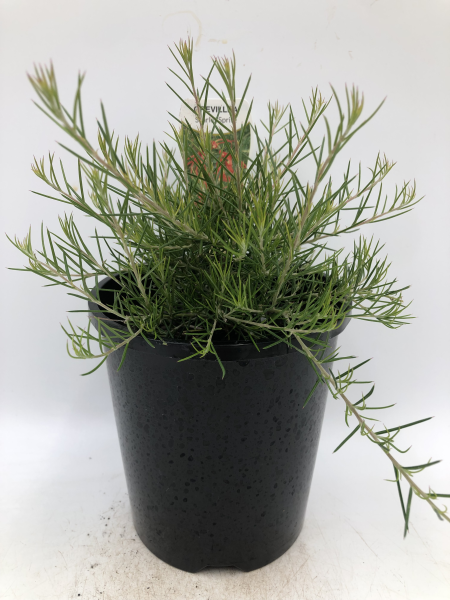 Grevillea Scarlet Sprite