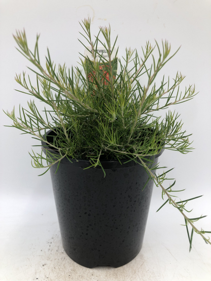 Grevillea Scarlet Sprite