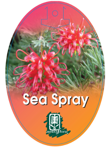 Grevillea Sea Spray