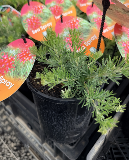 Grevillea Sea Spray