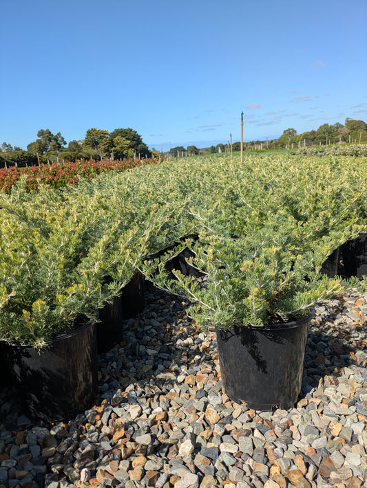 Grevillea Sea Spray