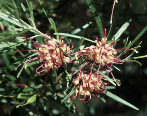 Grevillea Sid Reynolds