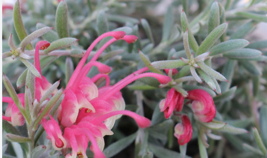 Grevillea Silver Dawn