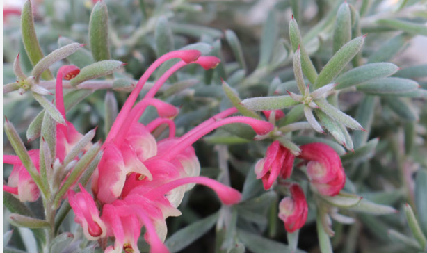 Grevillea Silver Dawn