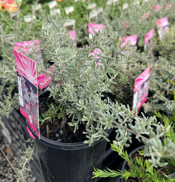 Grevillea Silver Dawn