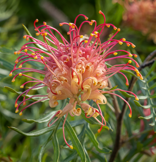Grevillea Superb
