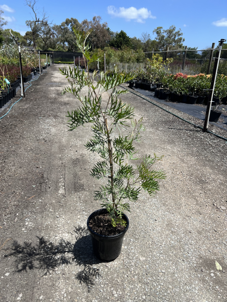 the plant broker
