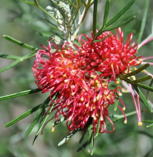 Grevillea Winpara Gem