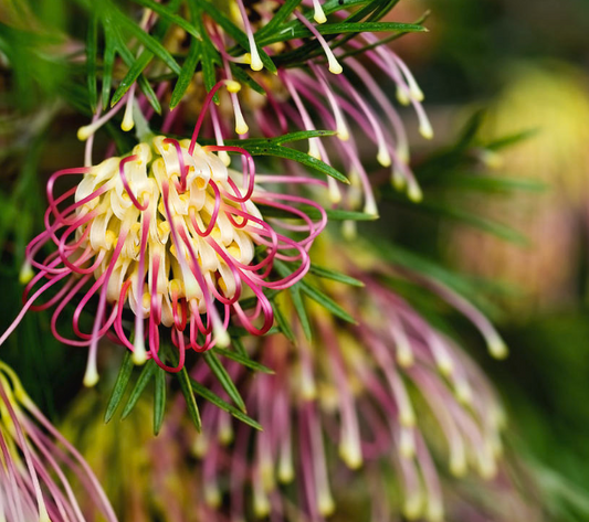 Grevillea Winpara Gold